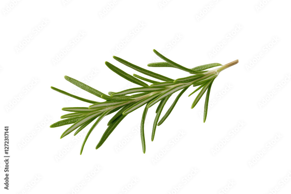 Green leafy plant with a long stem, isolated Green leafy plant with a long stem, isolated
