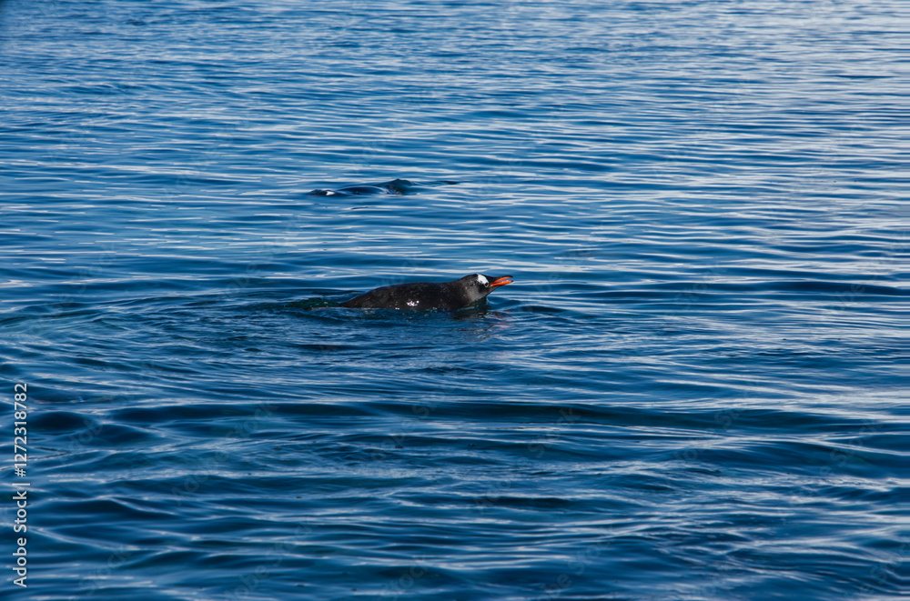 Fototapeta premium Antarctic penguins on icy Antarctic Peninsula.