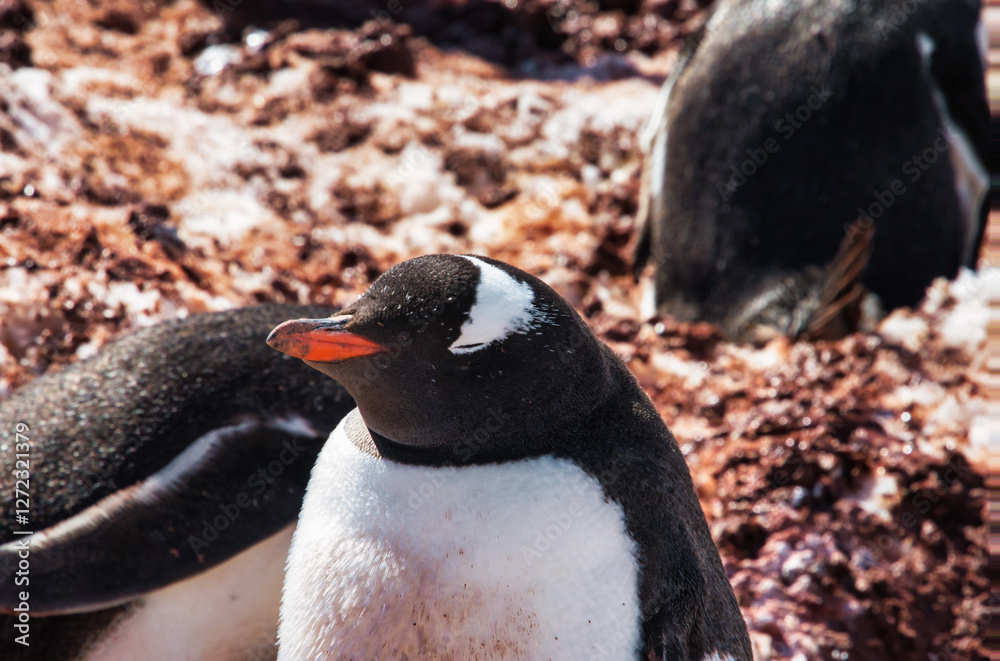 Fototapeta premium Antarctic penguins on icy Antarctic Peninsula.