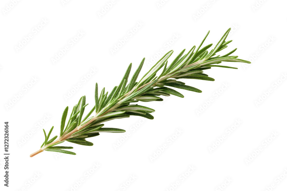 Fototapeta premium Long green herb with a white background, isolated