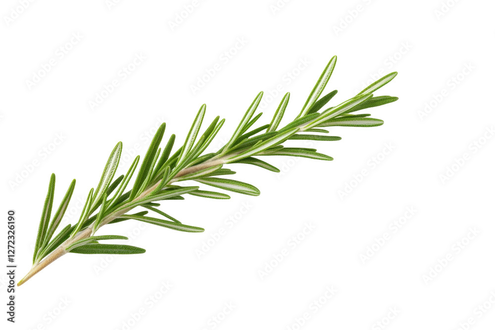 Long green leaf of a plant with a stem, isolated Long green leaf of a plant with a stem, isolated