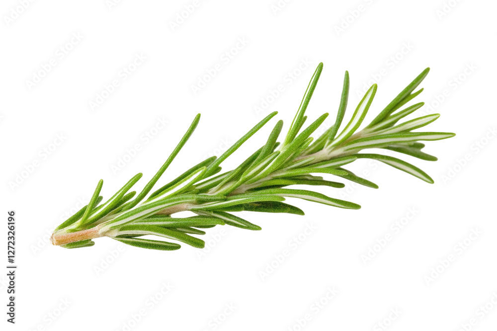 Green leafy plant with a long stem, isolated Green leafy plant with a long stem, isolated