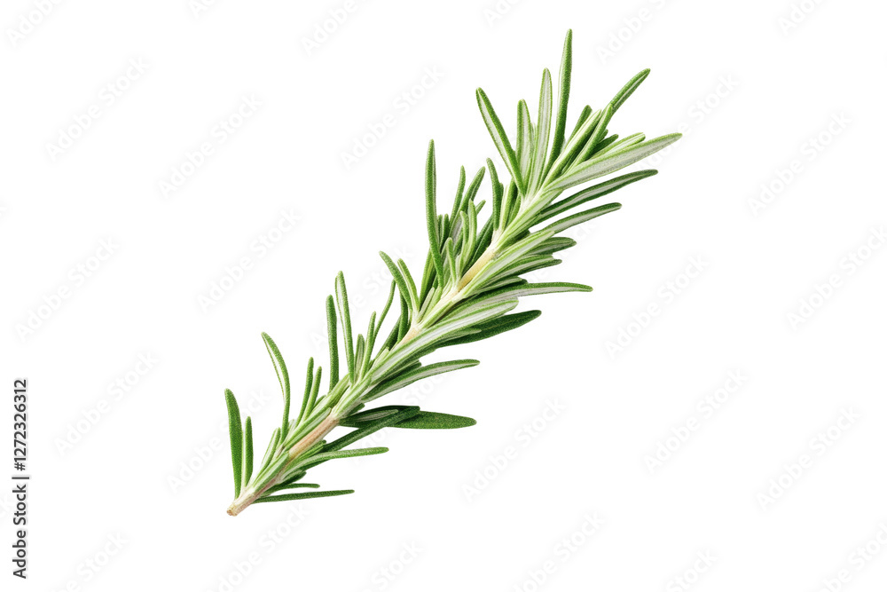 Long green herb with a pointed tip, isolated Long green herb with a pointed tip, isolated