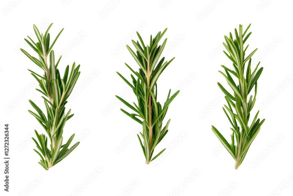 Three green rosemary plants are shown in a row, isolated Three green rosemary plants are shown in a row, isolated