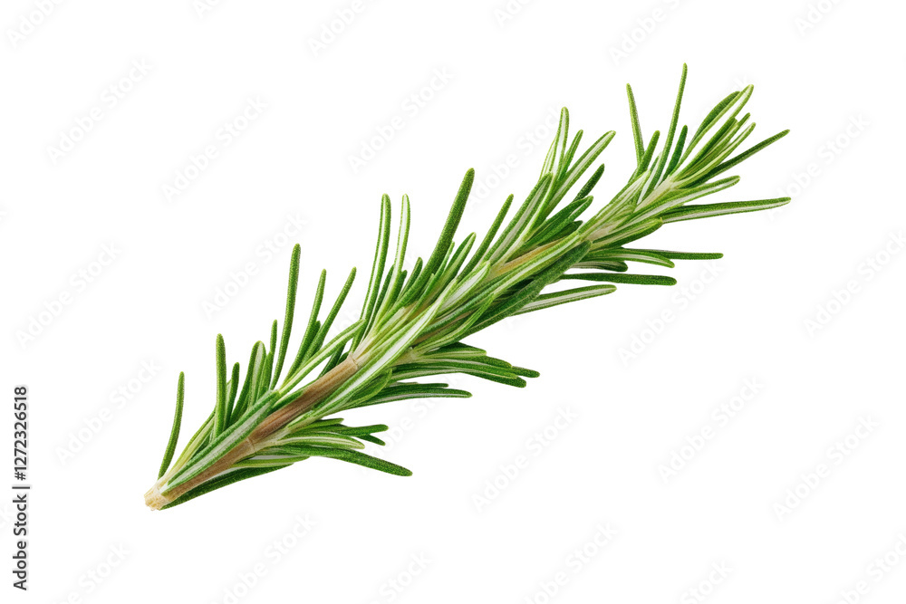 Fototapeta premium Long green herb with a pointed tip, isolated