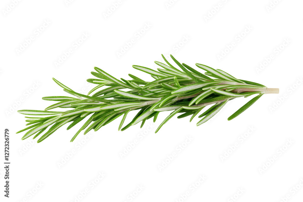 Green herb with white tips is shown in the image, isolated Green herb with white tips is shown in the image, isolated