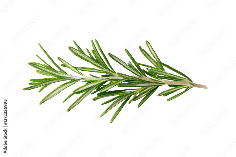 Green leafy plant with a long stem, isolated Green leafy plant with a long stem, isolated