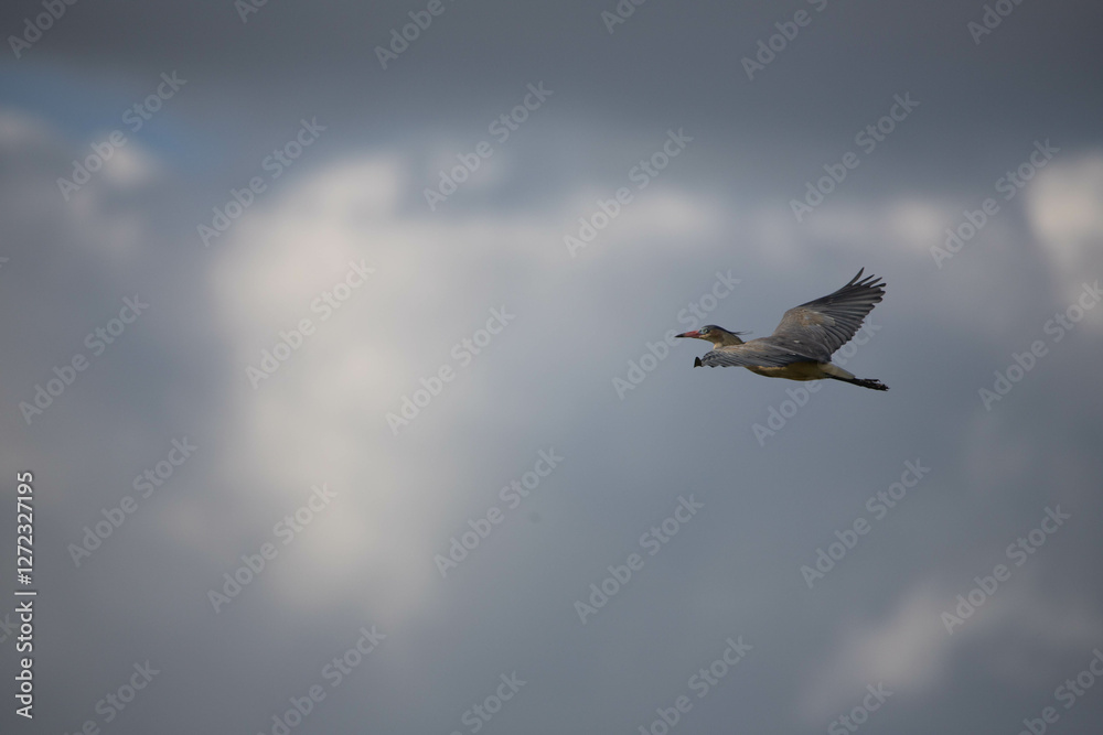 Obraz premium Heron flying high in cloudy skies