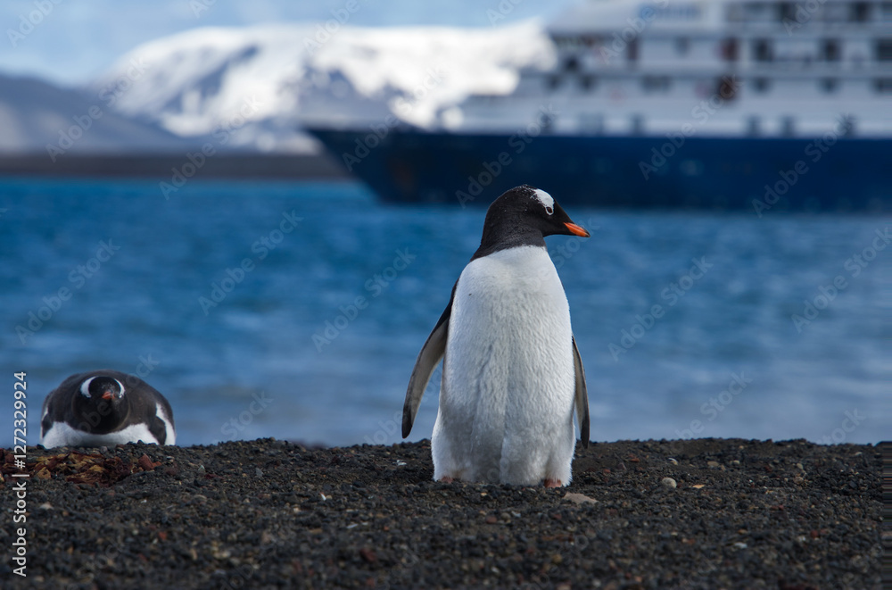 Obraz premium Gentoo penguins on Deception Island beach.