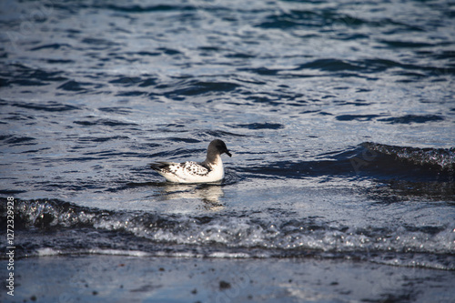 Spotted Shag floats in Antarctic water. photo