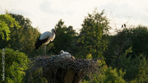 storks