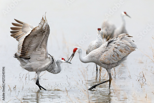 Wallpaper Mural Pair of Sandhill Cranes (Antigone canadensis) performing a courtship dance at dawn - New Mexico. Torontodigital.ca