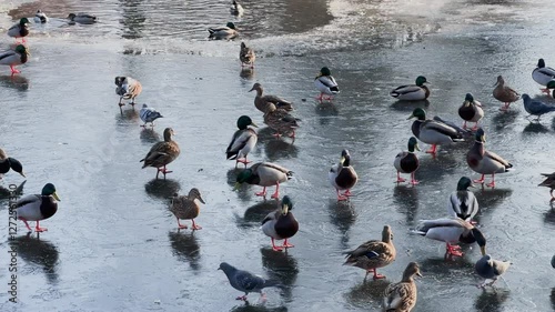 ducks walking on the frozen pond ice in the park