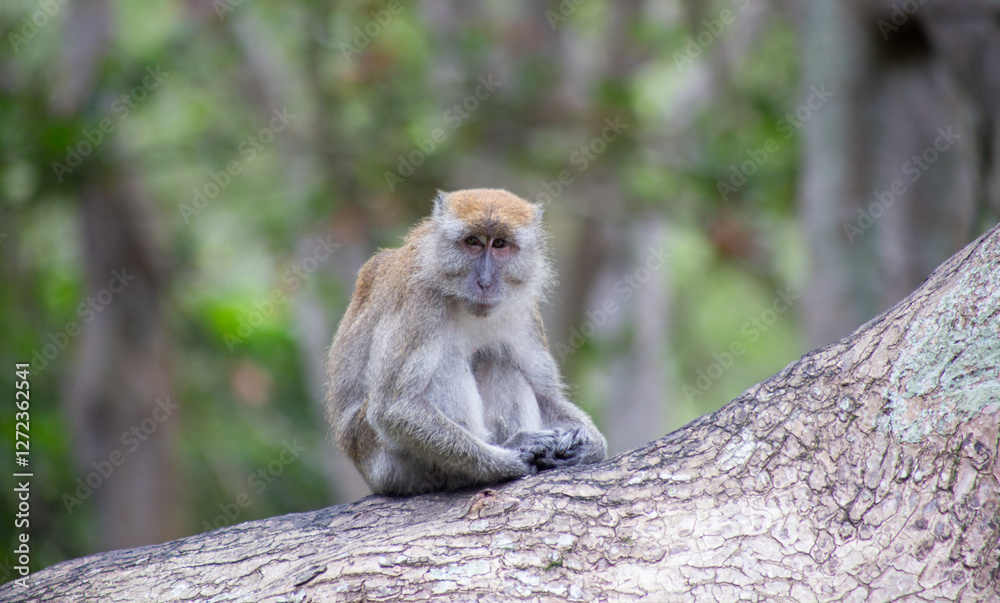 Obraz premium The crab eating macaque, also known as the long-tailed macaque or cynomolgus macaque. 