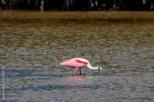 Roseate spoonbill (Platalea ajaja) yucatan mexico photo