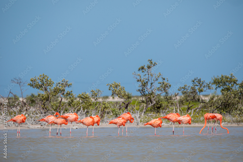 Obraz premium Americano también conocido como flamencos caribeños Phoenicopterus ruber en la laguna de Celestún y Río Lagartos Yucatán, México