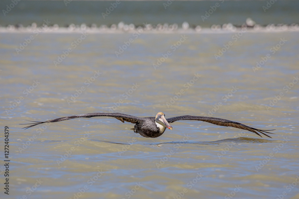 The brown pelican (Pelecanus occidentalis) The brown pelican (Pelecanus occidentalis)