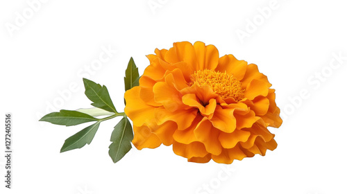 Obraz na płótnie A single orange flower with a green stem w salonie
