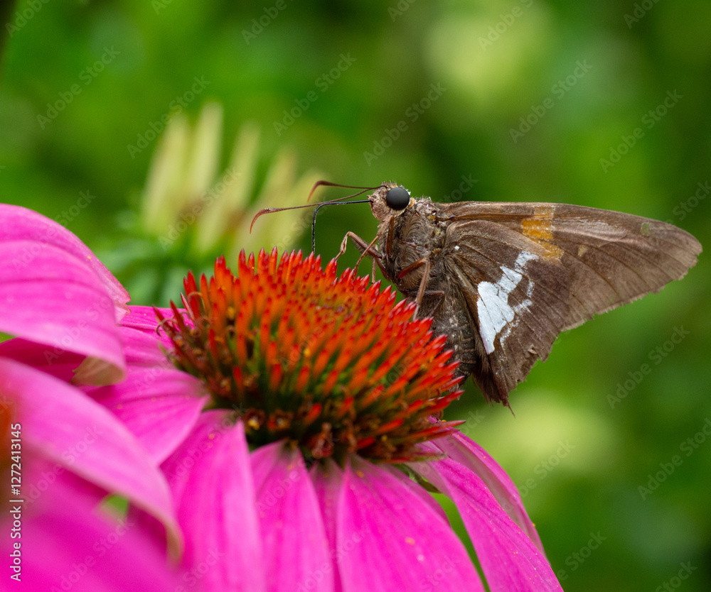 Silver-spotted Skipper butterfly on a Cone Flower Silver-spotted Skipper butterfly on a Cone Flower