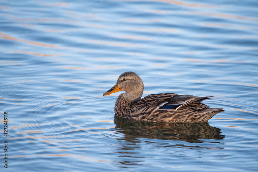 Mallard duck at Dead Horse Ranch State Park, Cottonwood, Arizona, USA Mallard duck at Dead Horse Ranch State Park, Cottonwood, Arizona, USA