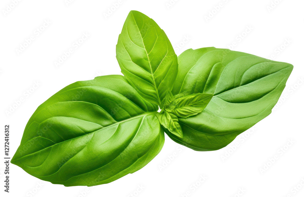 PNG Basil leaf plant herbs PNG Basil leaf plant herbs