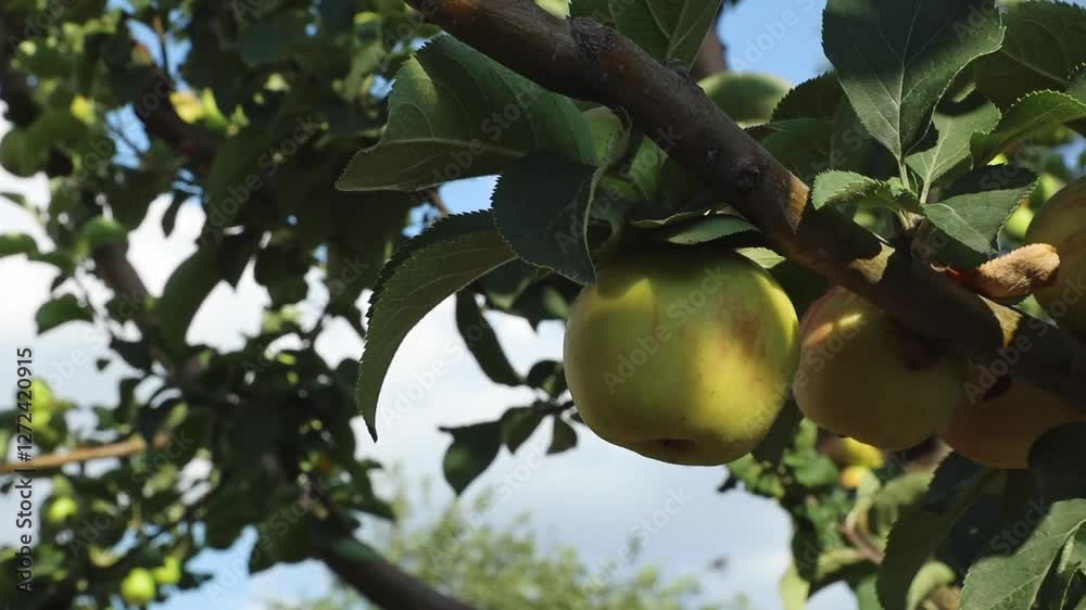 A branch with three apples sways in the wind in the garden. A branch with three apples sways in the wind in the garden.