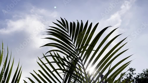 Low angle coconut palm leaf swaying in the wind against sun light and blue sky. Tropical palm tree on island, Summer background with copy space