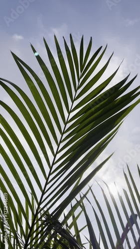 Low angle coconut palm leaf swaying in the wind against sun light and blue sky. Tropical palm tree on island, Summer background with copy space