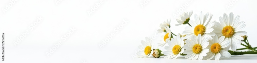 Obraz premium Delicate bouquet of white chamomile flowers, isolated on white , summer flowers, texture