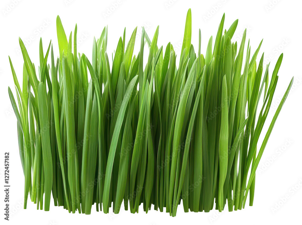 PNG Grass border image grass green background. PNG Grass border image grass green background.