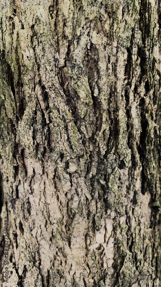 Close up wood texture for Background. cracked surface. Close up wood texture for Background. cracked surface.