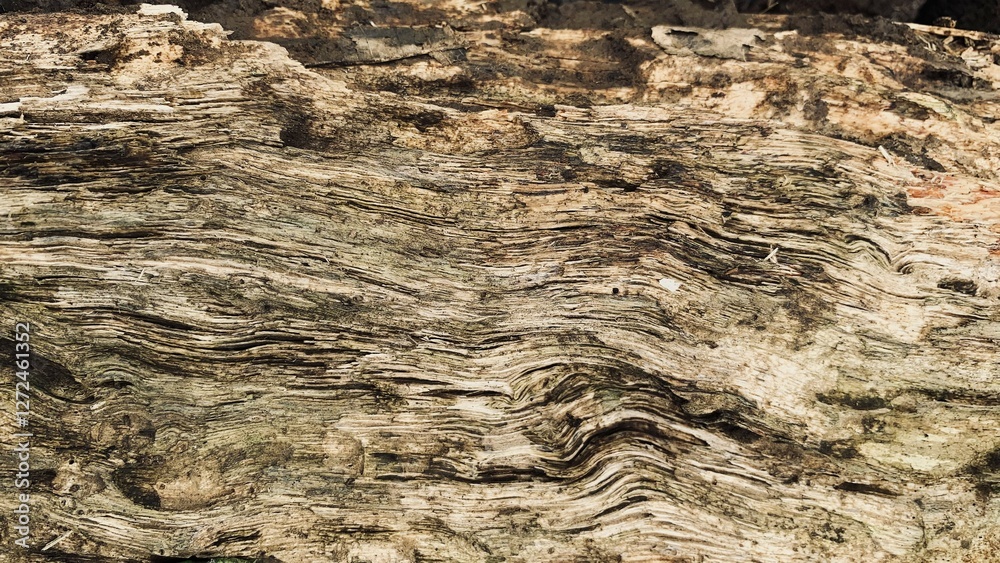 Close up wood texture for Background. aged crack textured. Close up wood texture for Background. aged crack textured.