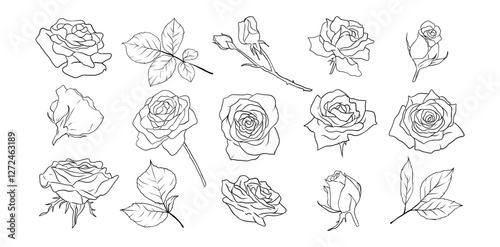 Hand drawn rose flower line art illustration with floral botanical elements nature outline and sketch style
