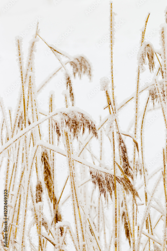 Fototapeta premium Snow-Covered Pampas grass outdoor, white brown trend color. Winter season beauty as minimal nature. Dry reeds patterns boho style, natural botanical design photo, icy texture on frozen plants