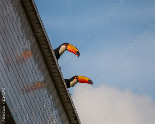 Two toucans of the species Ramphastos toco perched on a building that reflects them on the smooth ceramic wall with blue sky and white cloud
