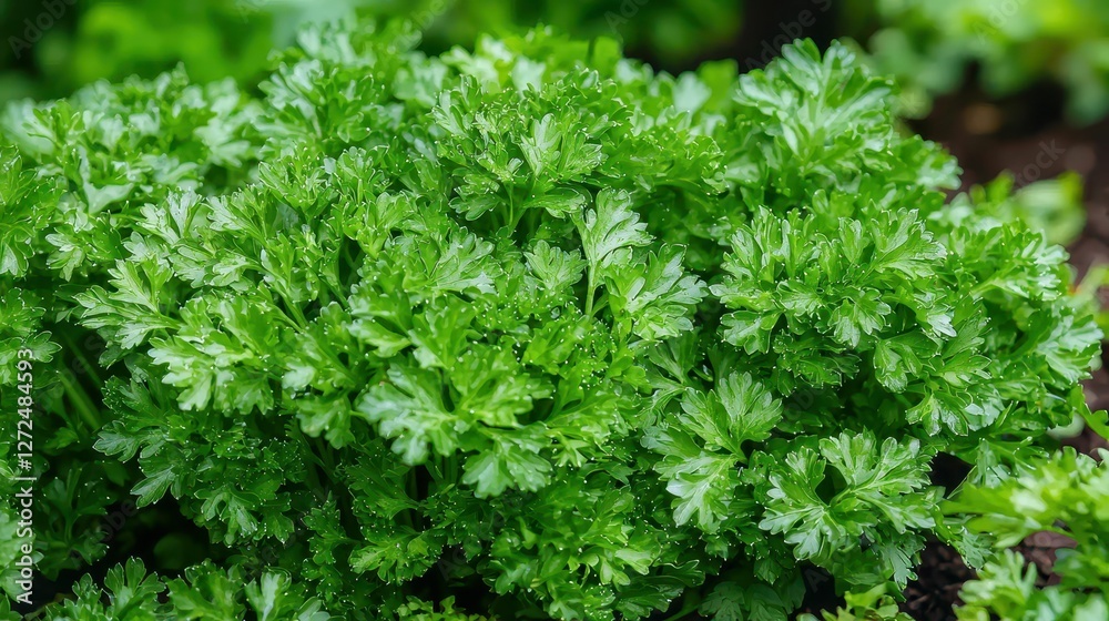 Lush Green Organic Parsley Thriving in a Natural Garden Scene Lush Green Organic Parsley Thriving in a Natural Garden Scene
