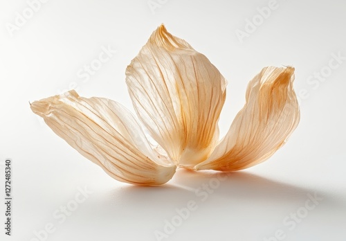 Delicate Petals with Soft Veins on Minimalistic White Background