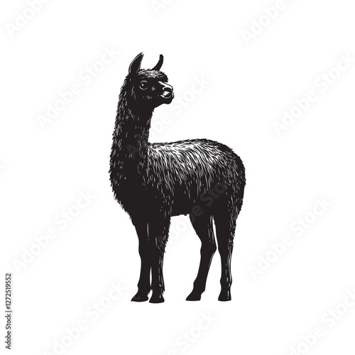 alpaca in front of a white background