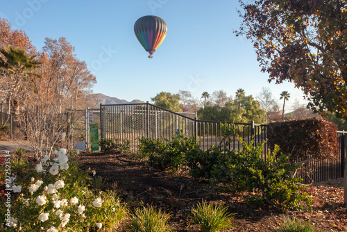 Hot air balloon with flower foreground in the early morning golden hour over the Temecula Valley in southern California United States photo