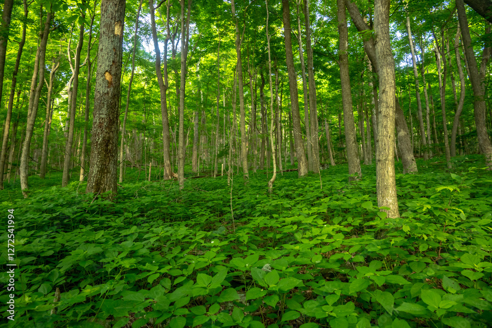 Fields of Green Fill Thin Forest in Shenandoah Fields of Green Fill Thin Forest in Shenandoah