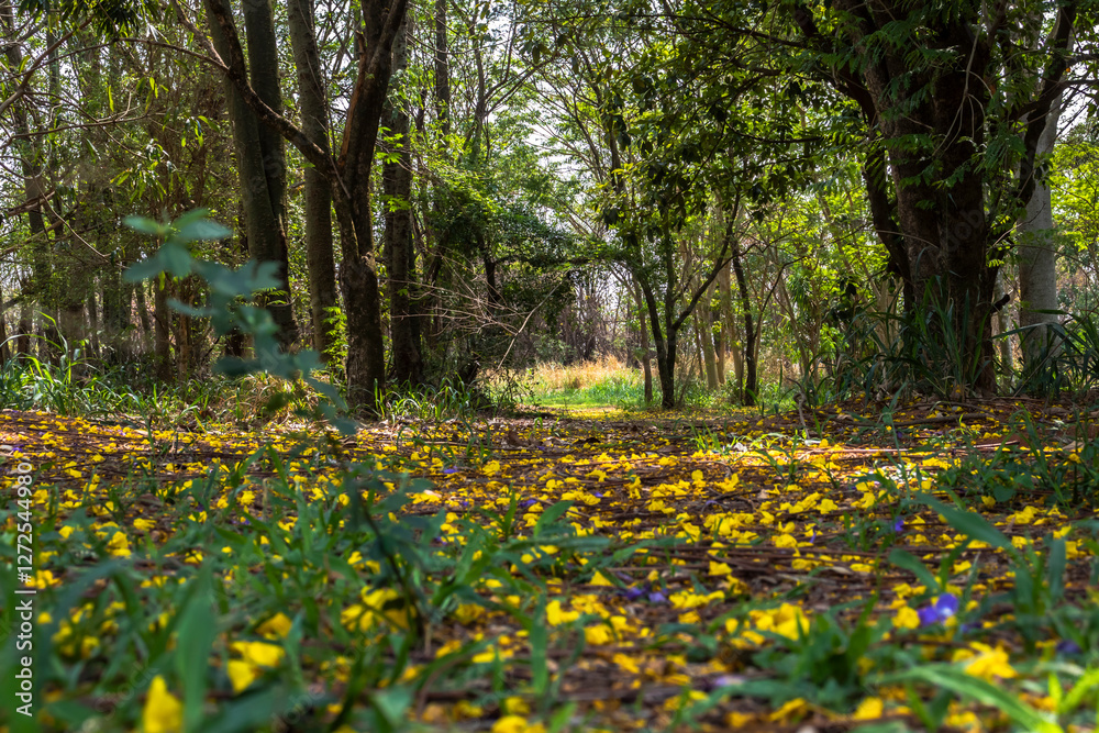 Forest with trees and yellow flowers fallen on the ground, in Brazil Forest with trees and yellow flowers fallen on the ground, in Brazil
