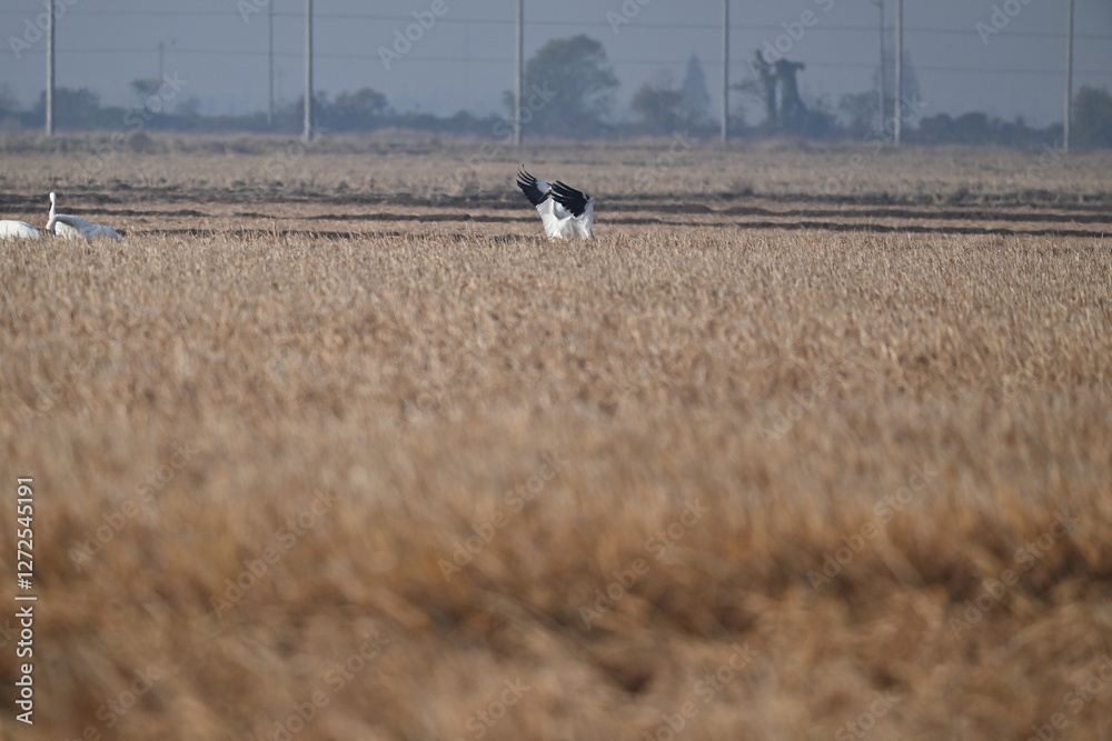 Obraz premium cows in the field