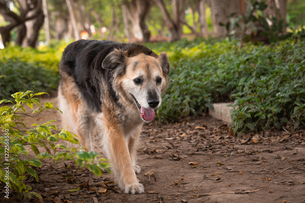Portrait of a beautiful old mixed breed dog in the garden with green background. Portrait of a beautiful old mixed breed dog in the garden with green background.