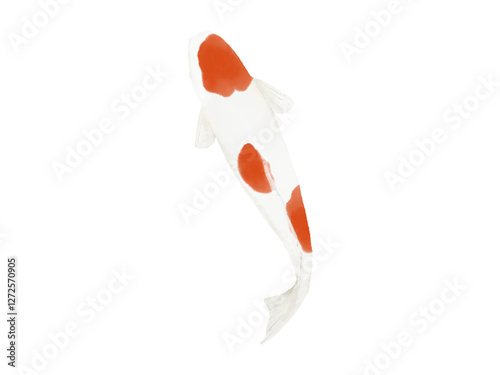 Nishikigoi　鯉　紅白　red and white carp　