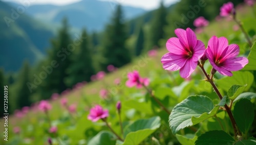 Purple Himalayan Balsam Impatiens glandulifera in full bloom on green hillside, montane garden, impatiens photo