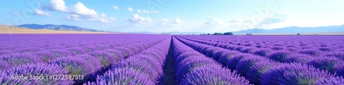 Blooming lavender fields under a cloudless sky, field, blooming, blue