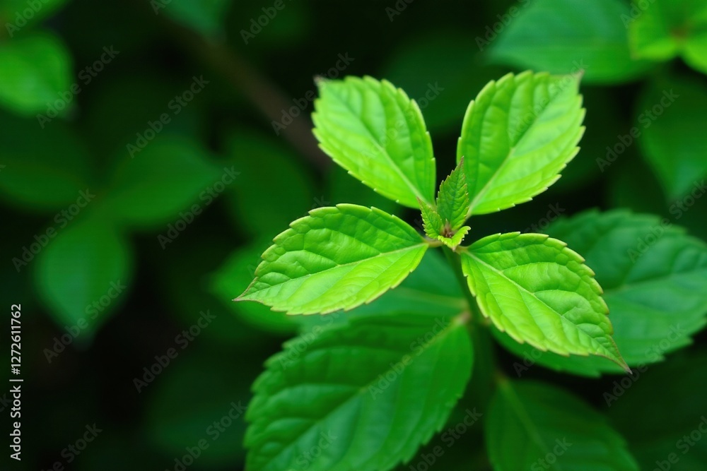 Fern with five petioled leaflets radiating from a central stem, botanical, plant Fern with five petioled leaflets radiating from a central stem, botanical, plant
