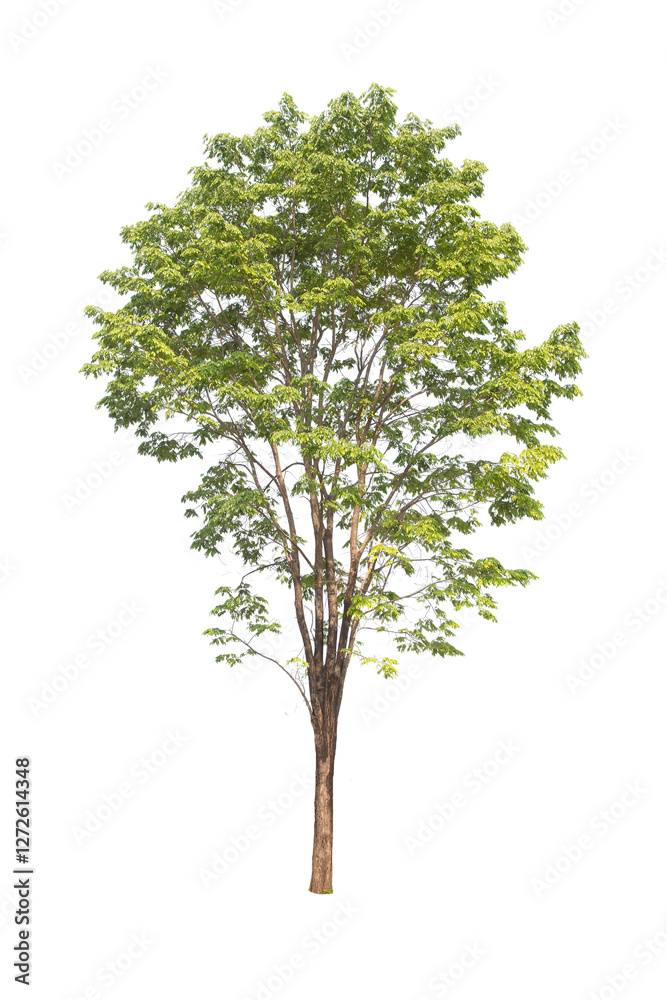 Green tree isolated on transparent background with clipping path, single tree with clipping path and alpha channel. are Forest and foliage in summer for both printing and web pages. Green tree isolated on transparent background with clipping path, single tree with clipping path and alpha channel. are Forest and foliage in summer for both printing and web pages.