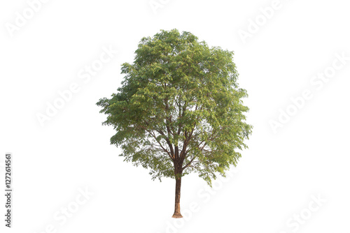 Fototapeta Naklejka Na Ścianę i Meble -  Green tree isolated on transparent background with clipping path, single tree with clipping path and alpha channel. are Forest and foliage in summer for both printing and web pages. 