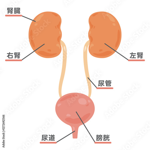 腎臓、膀胱の構造イラスト